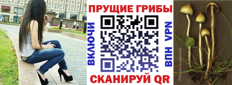 Псилоцибиновые грибы Psilocybe  Печора 